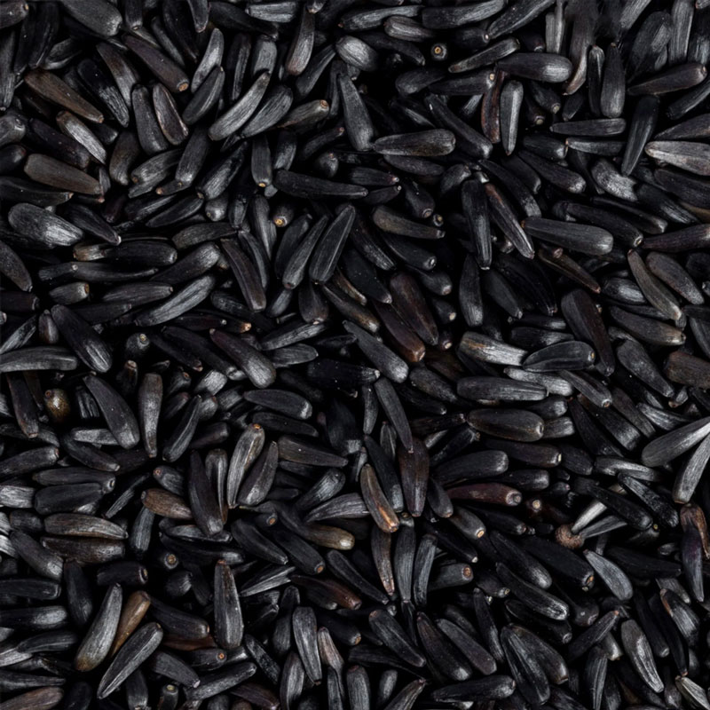 Oil Seeds Exporter India Jashvini Global   Niger Seed 3 